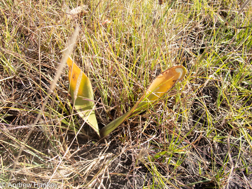 Mountain Bloodlily (Haemanthus montanus)