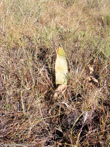 Haemanthus montanus