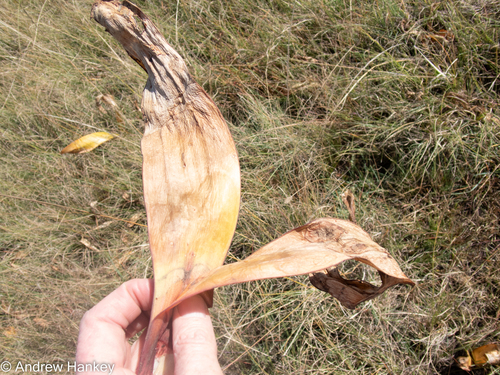 Haemanthus montanus