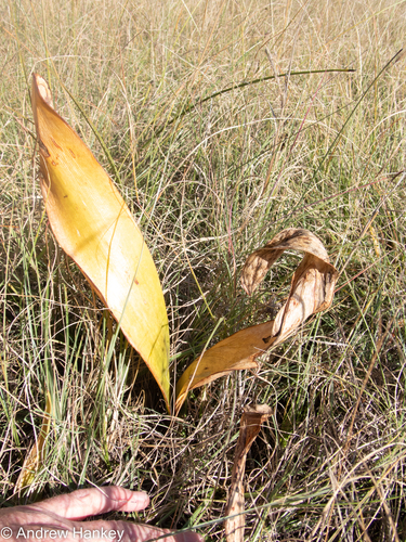 Haemanthus montanus