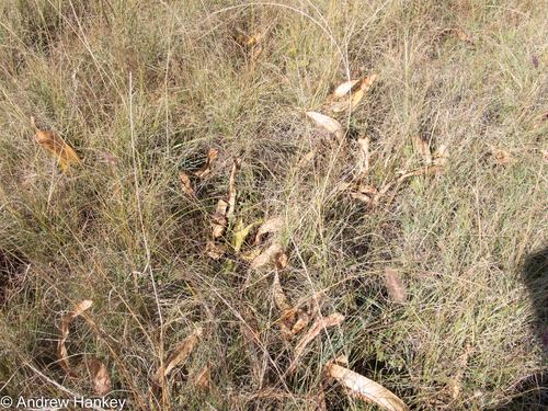 Haemanthus montanus