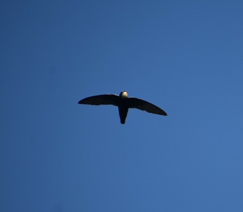 Vencejo moro (Apus affinis)