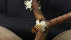 Clusiaceae