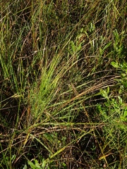 Eragrostis elliottii