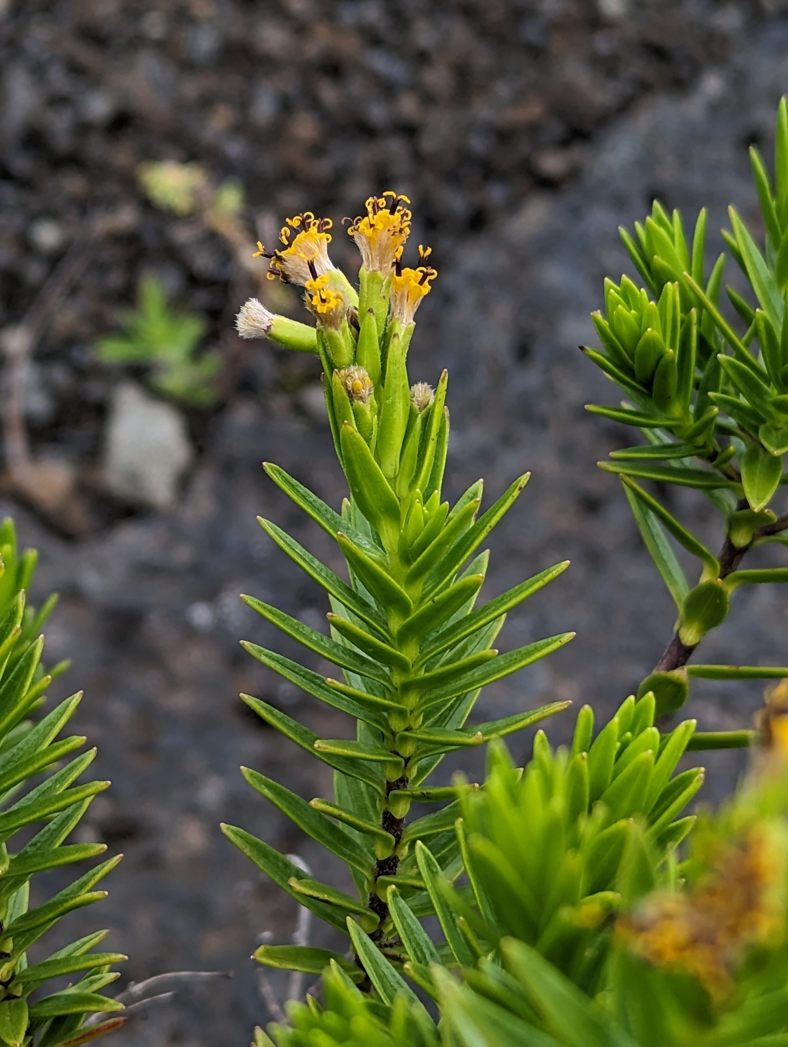 Dubautia ciliolata
