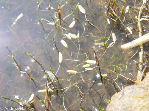 Limosella inflata (Limosella inflata)
