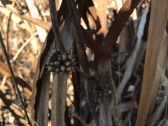 Sparganium eurycarpum
