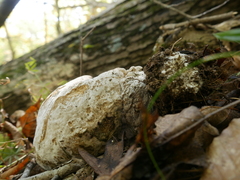 Hypomyces melanocarpus