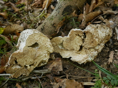 Hypomyces melanocarpus