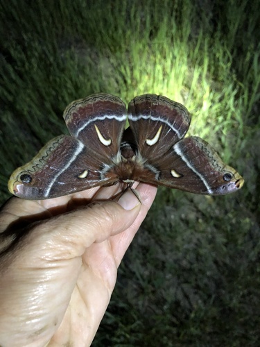 iNaturalist observation photo of Ceanothus Silk Moth