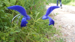 Salvia patens