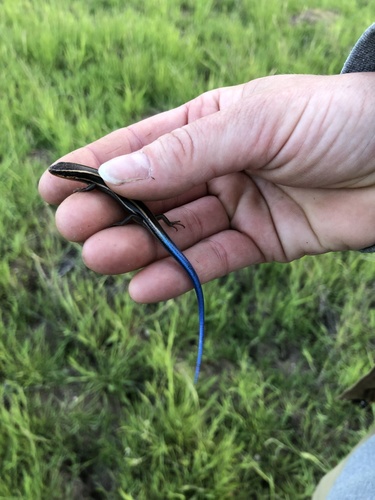 iNaturalist observation photo of Western Skink