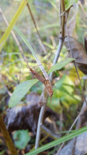 iNaturalist observation photo of Caddisflies