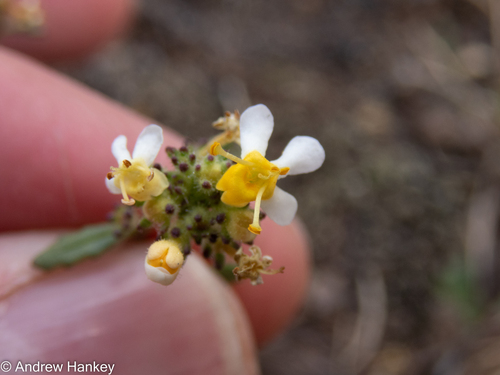 Transvaal Blackseed (Melanospermum transvaalense)