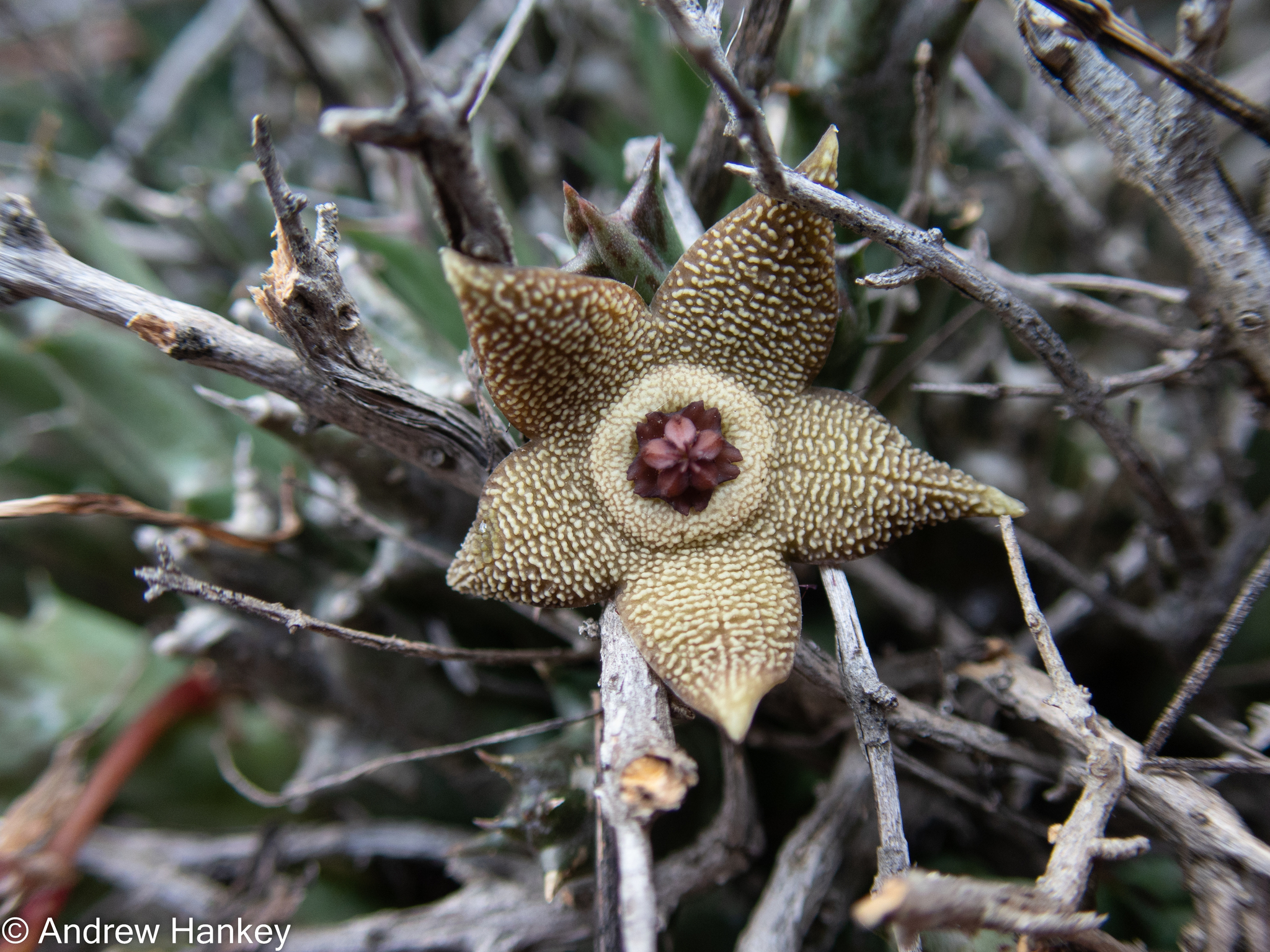 Stapelia cooperi N.E.Br.