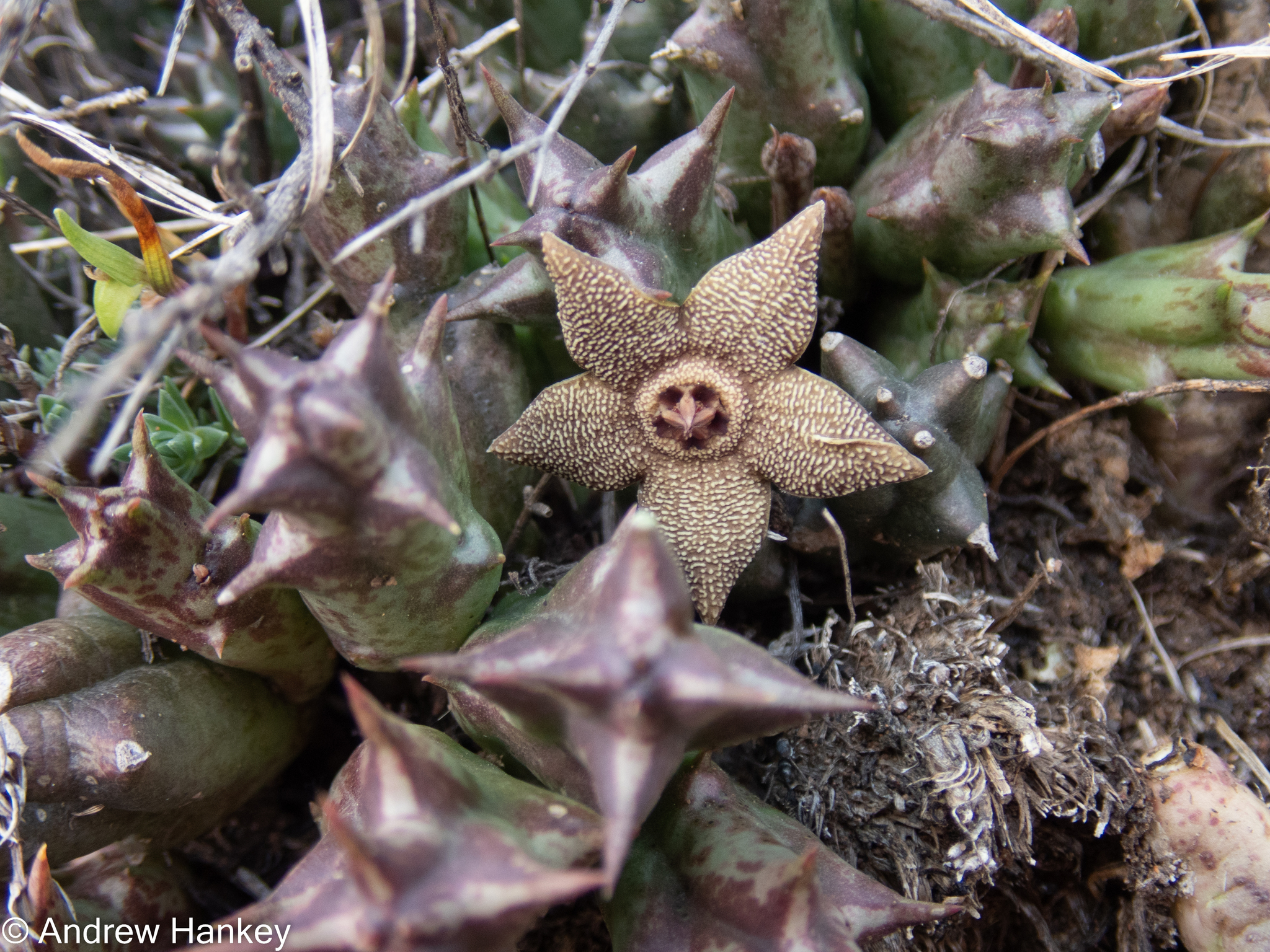 Stapelia cooperi N.E.Br. 2