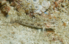 Threadless Cheek-Hook Goby photo 3