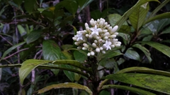 Gaertnera phyllosepala