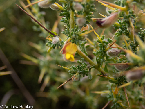 Minileaf Pixiepea (Melolobium microphyllum)