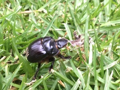 Dichotomius colonicus