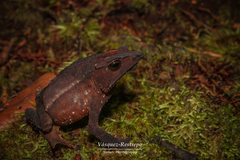 Rhinella macrorhina
