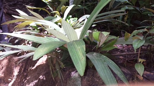 Image of Dypsis Acaulis (Dypsis acaulis) by no rights reserved