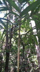 Dypsis procera