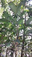 Dypsis forficifolia