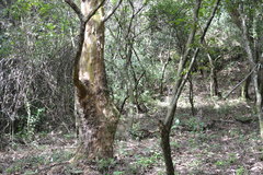 Platanus mexicana