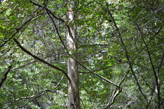 Platanus mexicana