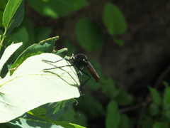 Archilestris magnificus