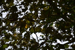 Platanus mexicana