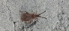 Coriomeris scabricornis