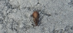 Coriomeris scabricornis