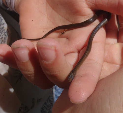 Olive Marsh Snake