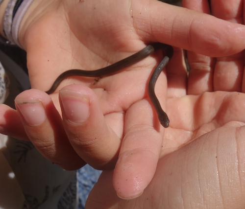 Olive Marsh Snake