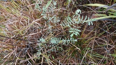 Tephrosia virginiana
