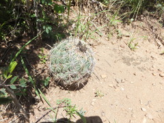 Coryphantha cornifera
