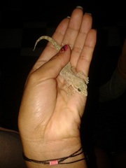 Phyllodactylus reissii