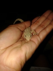 Phyllodactylus reissii