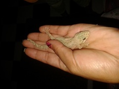 Phyllodactylus reissii