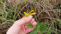 Verbesina helianthoides