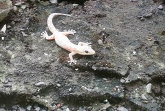 Phyllodactylus reissii