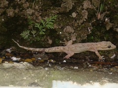 Phyllodactylus reissii