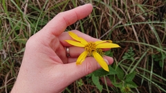 Verbesina helianthoides