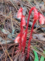 Monotropa coccinea