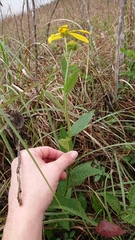 Verbesina helianthoides