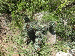 Coryphantha octacantha