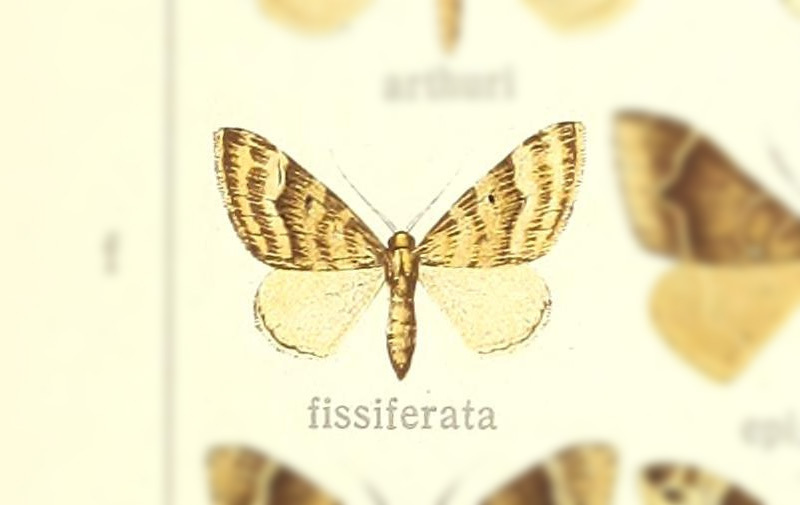 Scotopteryx fissiferata