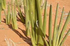 Dracaena pearsonii image